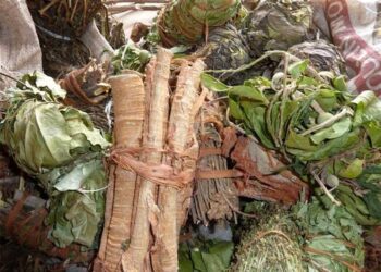 COLLOQUE INTERNATIONAL SUR LA PHYTOMEDECINE