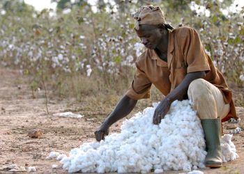 FILIÈRE COTONNIÈRE AU TOGO, LE BUREAU DE LA FNGPC COOP-CA EN FIN DE MANDAT DRESSE UN BILAN « SATISFAISANT »