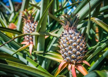 LES FILIERES ANANAS ET MANGUE EN PLEIN ESSOR AU TOGO